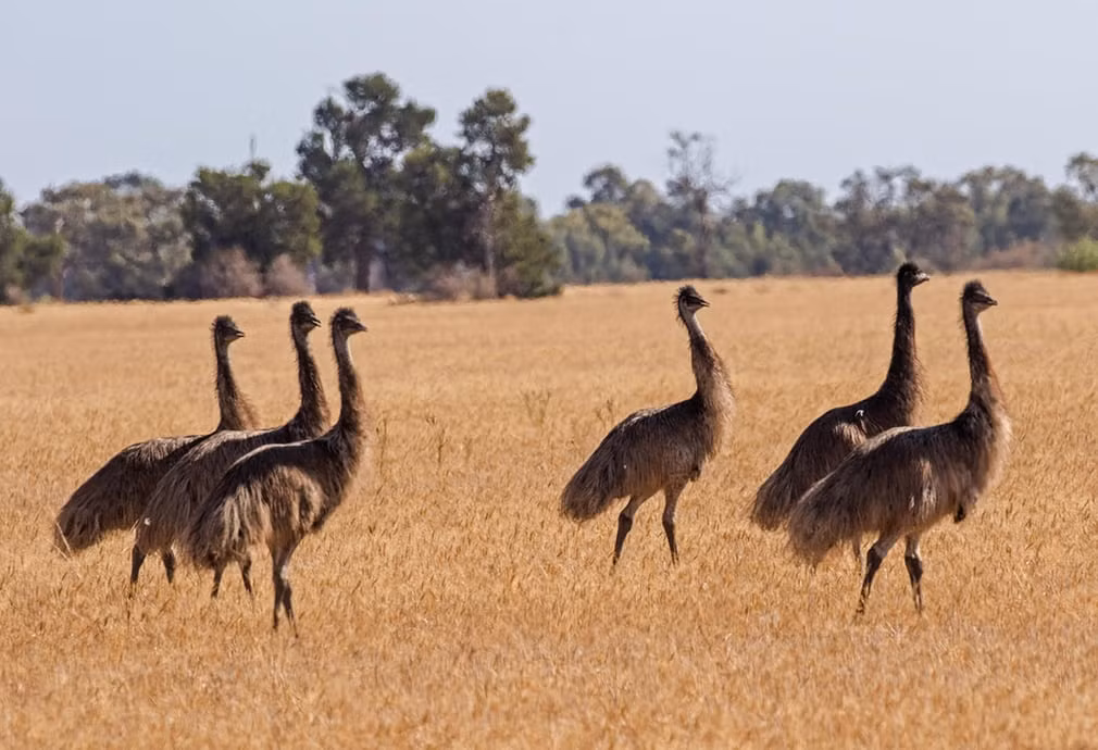 Đàn đà điểu sa mạc kiếm ăn trên đồng cỏ ở Australia. (Nguồn Guardian)