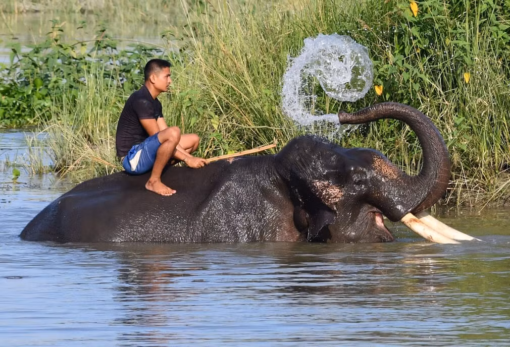 Quản tượng ngồi trên lưng voi trong khu bảo tồn động vật hoang dã Pobitora, Ấn Độ. (Nguồn Guardian)