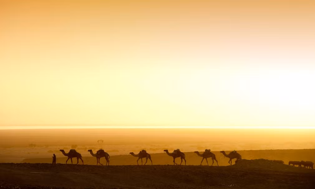 Đàn lạc đà di chuyển lúc bình minh trên sa mạc Danakil ở Ahmed Ela, Ethiopia. (Nguồn Guardian)