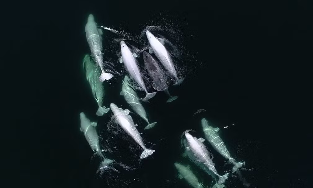 Một con kỳ lân biển bơi cùng đàn cá voi beluga trên sông Saint Lawrence ở Canada. (Nguồn Guardian)