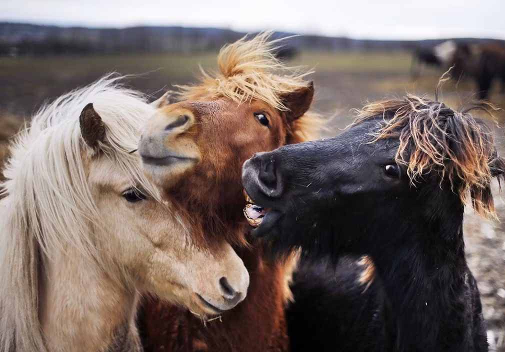 Những chú ngựa Iceland chơi đùa với nhau tại Wehrheim, Đức. (Nguồn Guardian)