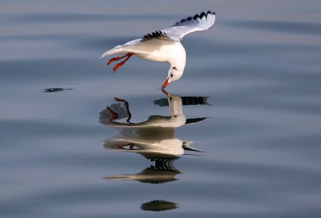 Chim mòng biển bay trên mặt nước ở thành phố Sidon, Li Băng. (Nguồn Guardian)