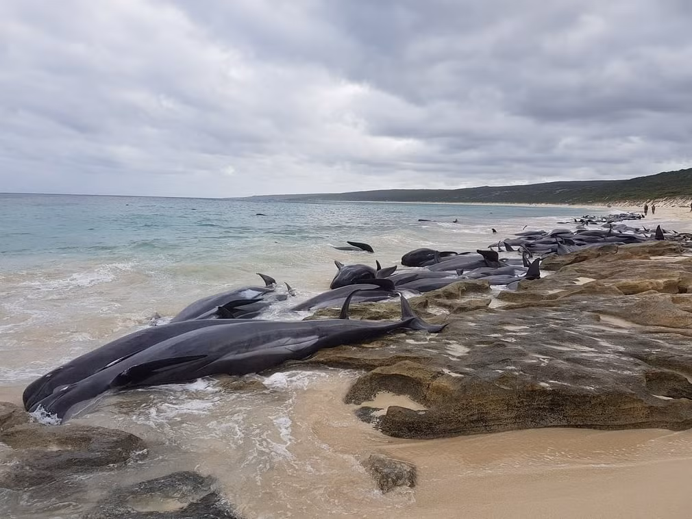  Cá voi mắc cạn tại vịnh Hamelin ở Australia. (Nguồn Guardian)