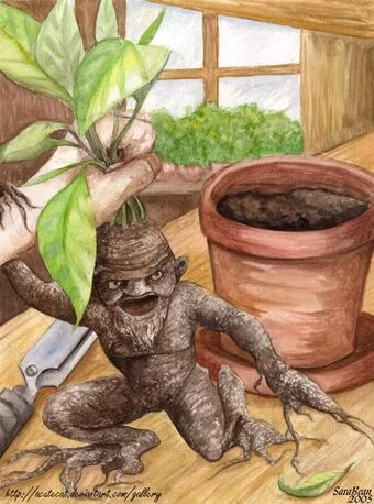 "Cây tử thần" mandrake được mô tả là một loại cây cực kỳ nguy hiểm. Nó mọc ở chỗ tử tù bị treo cổ.