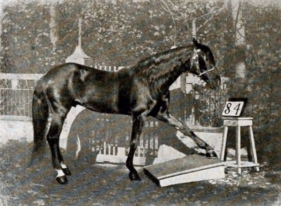 Khả năng đặc biệt của con ngựa đực Clever Hans do ông Wilhelm von Osten, giáo viên dạy toán ở Đức, huấn luyện trong nhiều năm.