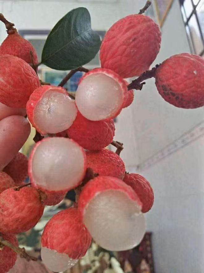 Cuoi bo thanh qua mua vai ngon cua mang cua trai tre
