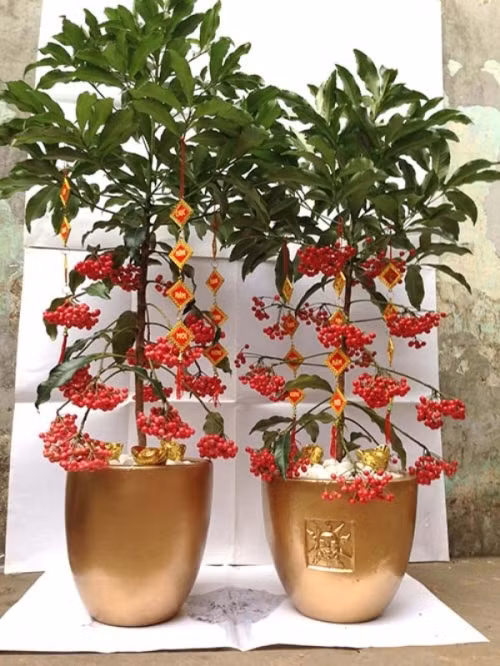 Kim ngân lượng có những chùm quả đỏ xum xuê, đẹp mắt... vốn là biểu tượng của vượng khí, tài lộc, vì thế, chậu cây thường được những người làm kinh doanh mua về đặt trong phòng khách. Giá mỗi chậu cây dao động từ 200.000 đồng đến 500.000 đồng.