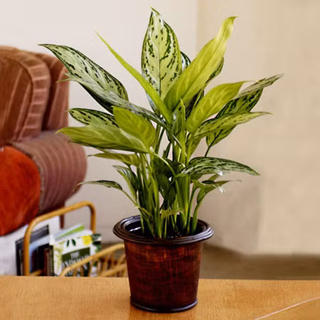 Việc trồng hoàng kim cát sẽ giúp không khí trong nhà được trong lành và tươi mát, từ đó sức khỏe của gia chủ được tốt hơn.