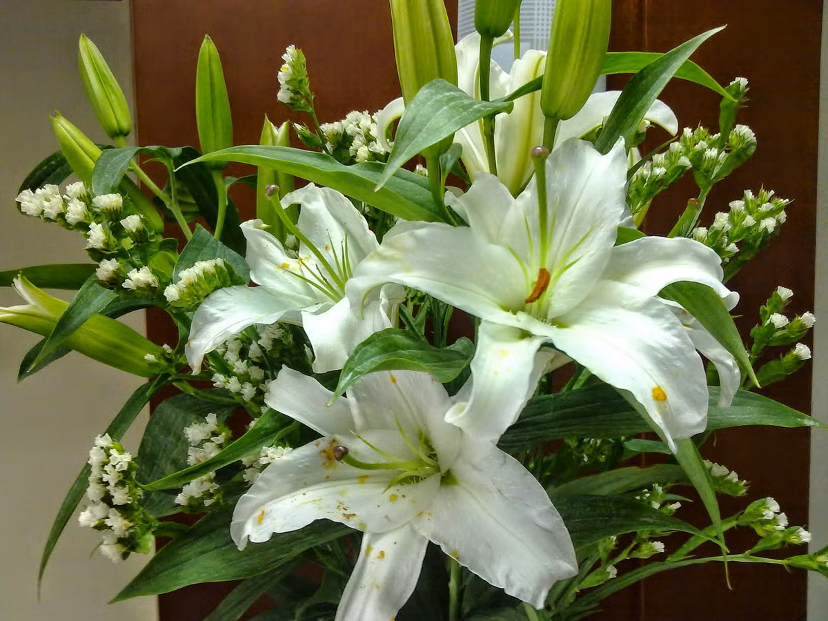 Hoa ly trắng mang đến vẻ đẹp tinh khiết, thanh cao cho không gian sống. Vào các dịp Tết, giá của mỗi cành ly có thể dao động từ 70.000 - 200.000 đồng.