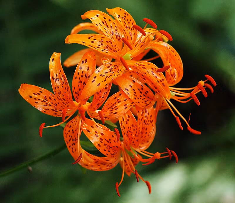 Thuộc họ ly, dòng ly ngoại Lilium distichum có các cánh nhỏ hơn so với các loại ly thường thấy. Chúng cũng có các màu cam, đỏ, vàng đẹp mắt.