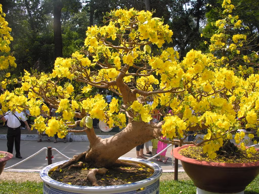 Ở Việt Nam có loài mai vàng năm cánh hương thơm lại đậm hơn những loài mai khác nên được gọi là "mai hương". Giá các loại hoa mai chơi Tết dao động từ vài triệu đến cả trăm triệu đồng (với những gốc thế đẹp và lâu năm).