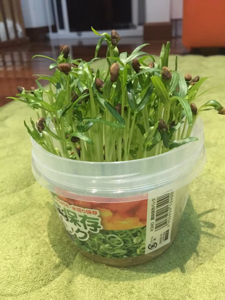 Rau muống mini (rau muống baby) cũng gây "sốt" với bà nội trợ Việt dù giá của chúng đắt hơn rất nhiều so với giống rau muống thông thường. Trung bình mỗi kg rau muống baby rao bán 35.000 - 70.000 đồng.