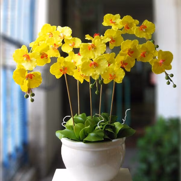 Nếu muốn có một chậu hoa lan chơi Tết lâu, bạn nên chọn mua lan hồ điệp. Hồ Điệp là giống lan có hoa lâu tàn nhất. Nếu không không để nước phun lên bông, không để ngoài nắng thì hoa có thể chơi tới 2 tháng.