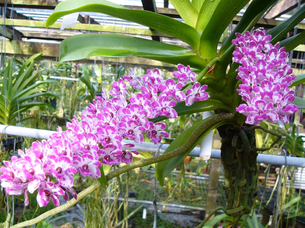 Lan Rừng có nhiều loại, từ dòng Giáng Hương đến Ngọc Điểm (Nghinh Xuân), Giả Hạt (Trầm), Lan Hài… Chúng có sức sống mạnh mẽ và thường nở hoa nhiều vào dịp tết.
