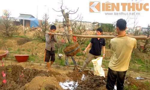 Nhiều người đang tất bật chuẩn bị cho vụ mùa năm nay bội thu.