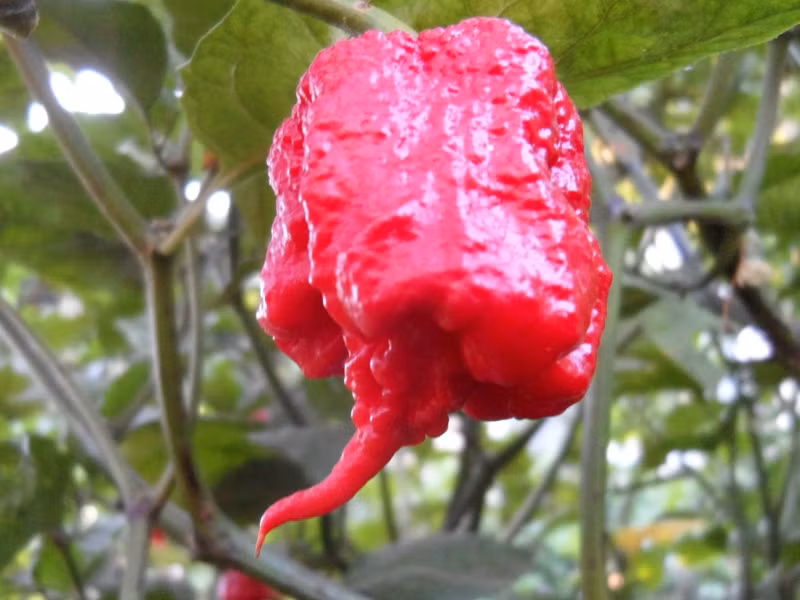Một điều khá thú vị rằng, chất capsaicin trong loại ớt này có tiềm năng như một loại thuốc chống ung thư. Chính vì thế, ngoài việc chế biến thành một thứ gia vị ẩm thực, ớt Carolina Reaper còn đang được nghiên cứu để sử dụng trong y học.