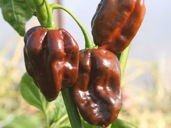 Ớt Habanero chocolate đặc trưng bởi màu nâu đậm như chocolate, vị cay vừa phải, được sử dụng làm loại nước sốt Jamaica nổi tiếng khắp thế giới.