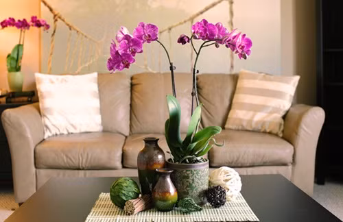 Một loài hoa nữa có thể bạn nên cân nhắc mua ngày tết đó là hoa lan. Chúng biểu tượng cho sự thanh cao, tinh khiết. Vẻ đẹp của hoa lan được coi là biểu tượng cổ điển tượng trưng cho sự sinh sôi nảy nở trong phong thuỷ.