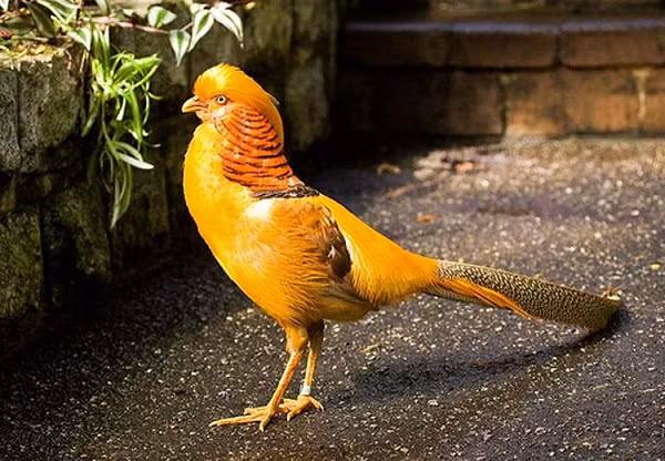Bên cạnh đó, nhiều khách hàng cũng tò mò với giống chim trĩ 7 màu vàng. Hiện mức giá của chúng chưa được tiết lộ.