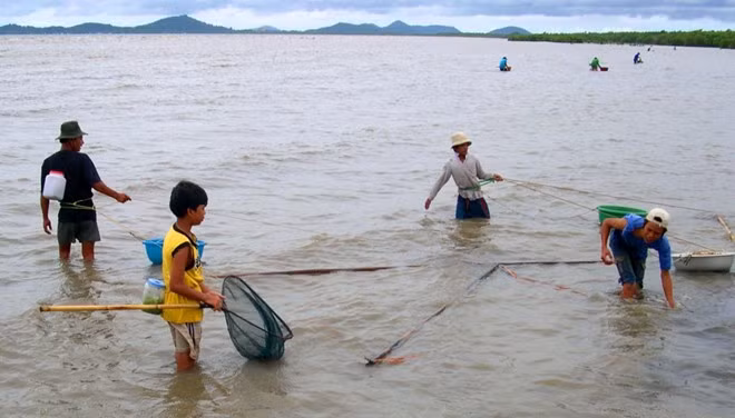 Khi giá cua biển bắt đầu lên cơn sốt, trên nhiều bãi biển Tây ở Kiên Giang, nhất là khu vực Ba Hòn (Kiên Lương) tới thị xã Hà Tiên, xuất hiện nghề săn cua biển giống. Ảnh: Zing.