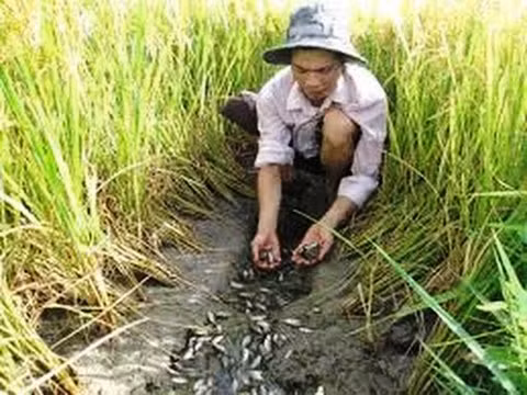 Miền Tây mùa nước nổi, người dân thường đi đánh bắt cá đồng. Hầu hết các loại cá đồng được dùng làm mắm, phổ biến nhất là cá lóc và mắm cá sặc. Khô cá lóc tại đây trở thành đặc sản nổi tiếng của vùng miền Tây, giúp người dân tăng thêm thu nhập.