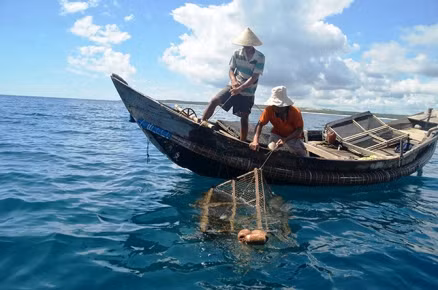 Ngư dân xã Vĩnh Thái, huyện Vĩnh Linh (Quảng Trị) hay ngư dân Khánh Hòa có thể thu được từ hàng trăm nghìn đến vài triệu đồng mỗi ngày nhờ nghề bẫy mực lá. Ảnh: Báo Quảng Trị.