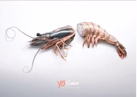 Sushi tôm...