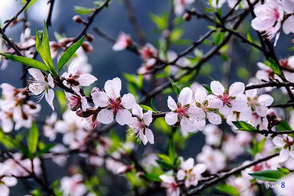 Với đào rừng quen với thời tiết giá lạnh, muốn hoa nở nhanh, có thể đốt gốc, bôi vôi quanh gốc, đặt cành trong phòng ấm, nhiều đèn và thả vitamin B1 vào nước cắm đào để bổ sung dưỡng chất.