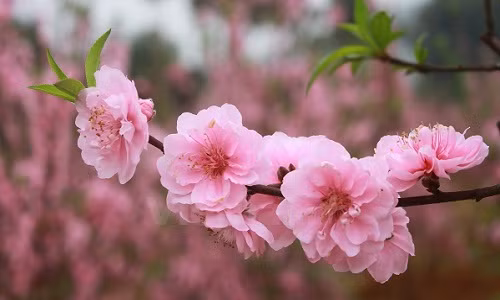 Mua, trồng hoa đào Tết từ lâu đã trở thành truyền thống của người Việt mỗi dịp xuân về. Trong đó, giống đào hoa màu nhạt, phơn phớt hồng, gọi là đào phai, cũng có loại cánh kép, có loại cánh đơn, trông mỏng manh và thanh nha.