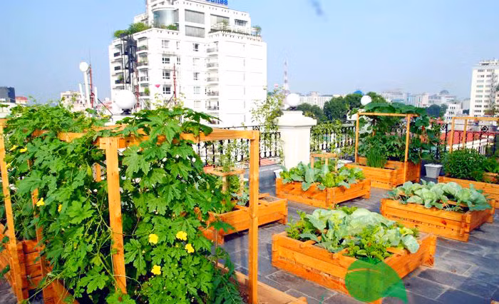 2. Vườn rau trăm triệu của đại gia Hà thành Nằm trên con đường Trần Quốc Toản (quận Hoàn Kiếm, Hà Nội), khu vườn 60m2 của một "đại gia" Hà Thành không phải ai cũng có thể tiếp cận. Khu vườn này nằm trên tầng 7 của tư gia, phải qua bảo vệ. Ảnh: Vietnamnet.