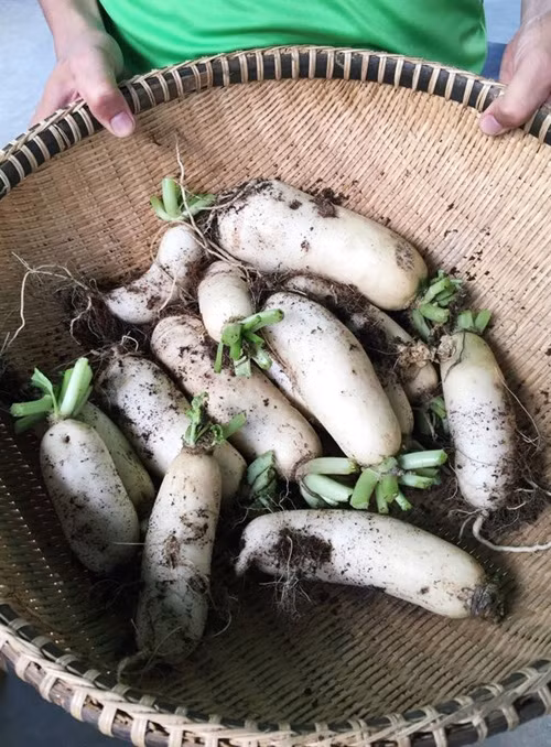 Được biết, với từng loại rau sẽ có cách chăm sóc khác nhau. Riêng đối với đất, việc cải tạo phải dựa trên những dưỡng chất cây có sẵn hoặc mất đi để phục hồi hợp lý. Từ trồng rau, hiện trang trại này còn cung cấp thêm những dịch vụ khép kín như ươm giống, cung cấp các dịch vụ làm vườn hữu cơ, thủy canh, thiết kế vườn tại nhà. Ảnh: Phụ nữ TP.HCM.