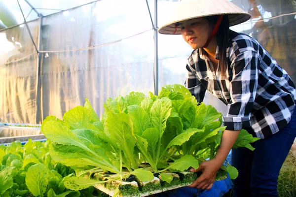 Chi phí ban đầu để đầu tư "trang trại rau nhà giàu" này khoảng 5 tỷ đồng gồm hệ thống nhà kính và các thiết bị kèm theo. Ảnh: Phụ nữ TP.HCM.