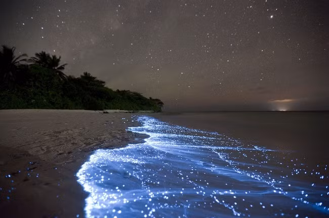 Những con sóng phát quang sinh học trên một bãi biển ở Maldives. Hiện tượng này xuất hiện nhờ các loài thực vật phù du có khả năng phát quang sinh học. Ảnh: Buzzfeed.