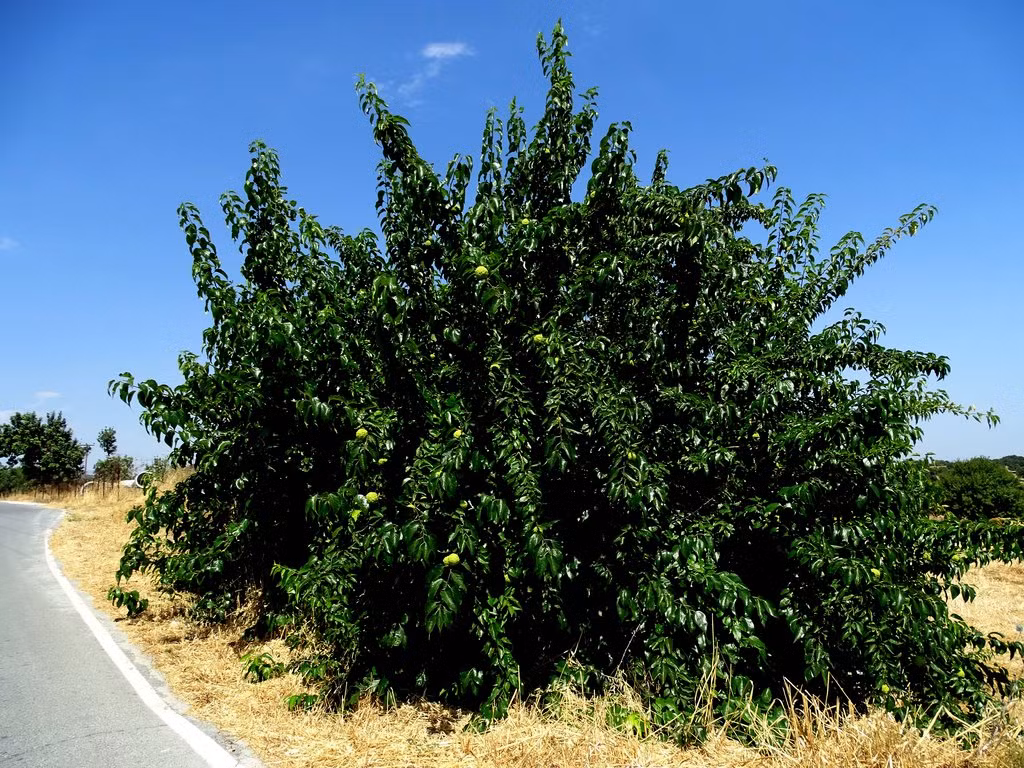 Trong 1.950 loài thực vật có hoa trên toàn thế giới, 140 loài chỉ có ở đảo Cyprus.