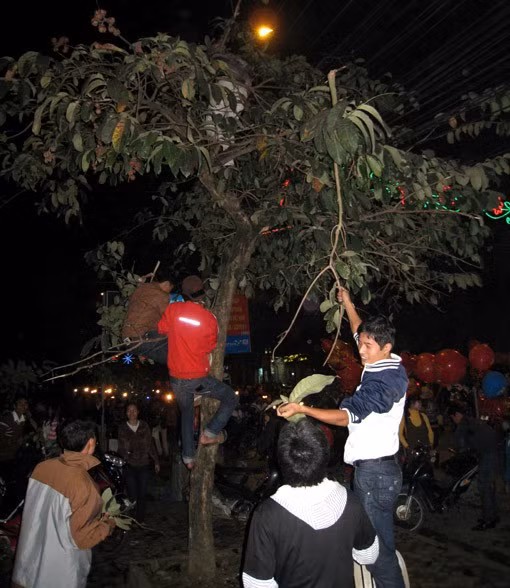 2. Bẻ cây, hái lộc xuân. Hình ảnh thanh niên tranh nhau trèo lên cây trồng ở nơi công cộng bẻ hết cành lá trong đêm giao thừa để tượng trưng cho việc "hái lộc" từ lâu đã gây nhiều bức xúc.