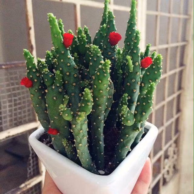 6 loại cây cảnh có độc tố cực nguy hiểm cho trẻ em 6 loai cay canh co doc to cuc nguy hiem cho tre em