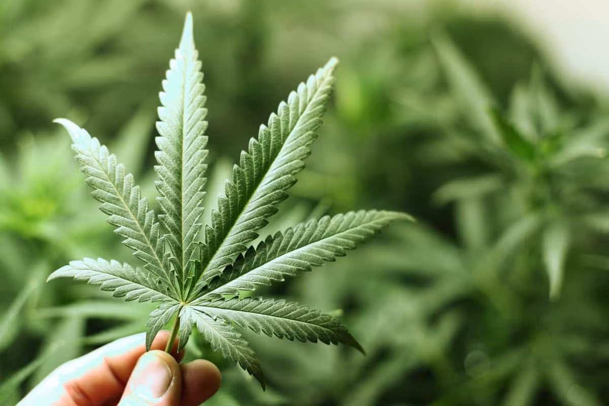 Chi tiet 4 loai ma tuy vu 12 nguoi thuong vong sau Le hoi am nhac-Hinh-4