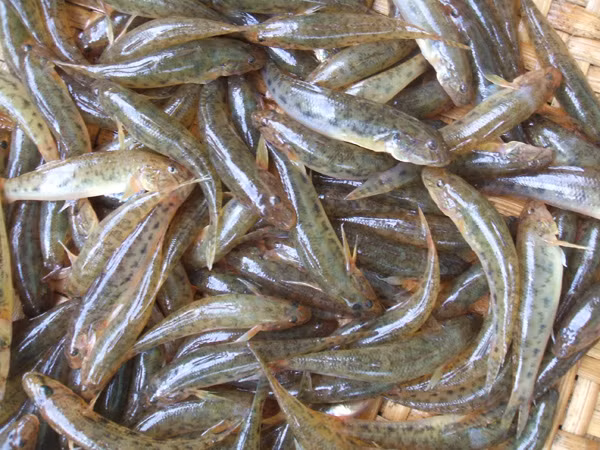 Một trong những loại cá chứa chất kịch độc khác là cá bống vân mây. Ở nước ta, cá bống vân mây tập trung nhiều ở các tỉnh ven biển miền Trung. Theo các nhà khoa học, trong cá bống vân mây có độc tố tetrodotoxin, tương tự như độc tố của cá nóc.