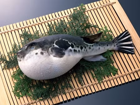 Máu, mắt, buồng trứng, gan, bộ phận sinh dục, da cá nóc là những bộ phận có chứa loại chất độc này. Mặc dù thịt không độc, nhưng khi cá chết, ươn hoặc va đập, chất độc từ các bộ phận trên sẽ ngấm vào cơ gây độc toàn bộ.
