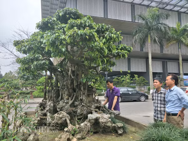 Theo ông Phạm Minh Phượng, chủ một nhà vườn cây cảnh ở Nam Định thì cây sanh cảnh trên có dáng và thế khá độc đáo tuy nhiên, tuy nhiên cây cảnh này vẫn chưa thực sự hoàn hảo. Bởi, các bông tán của cây vẫn chưa thành hình, lá cây vẫn còn để to cần chỉnh lại thì mới thực sự đẹp.