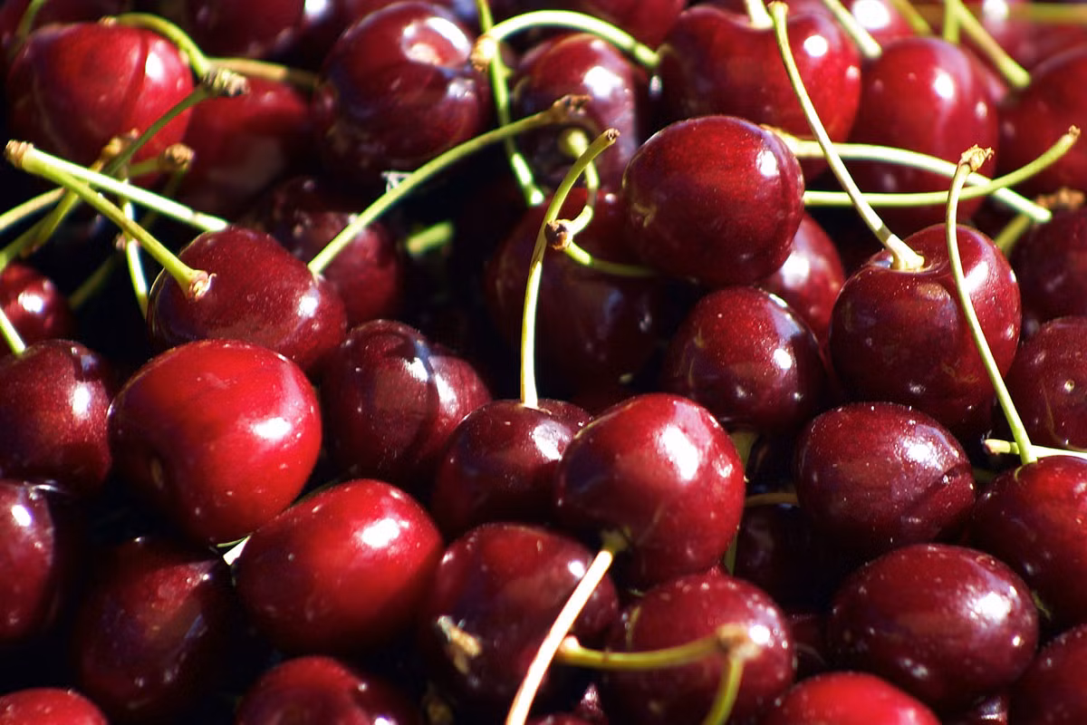 Quả cherry cũng là thực phẩm đốt cháy chất béo tốt vì nó có hàm lượng calo thấp và thúc đẩy giảm cân bằng cách tăng tỷ lệ trao đổi chất.