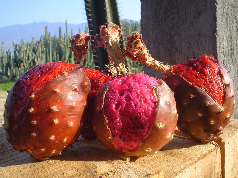 Pitaya là loại trái cây có theo mùa từ cuối tháng 4 cho đến tháng 6 hàng năm. Mỗi mùa chỉ kéo dài trong khoảng 7 – 8 tuần, khi những cơn mưa đầu tiên xuất hiện thì Pitaya cũng bắt đầu chín rộ cây.