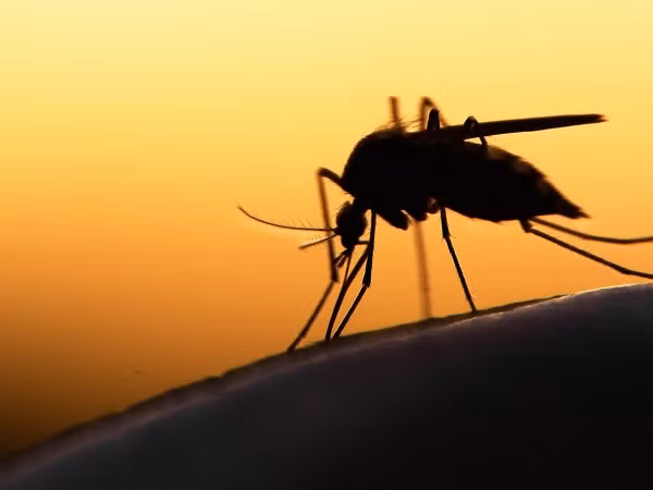 Virus Zika lây truyền chủ yếu qua vết cắn của muỗi Aedes bị nhiễm. Người nhiễm virus có triệu chứng nhẹ: Sốt, phát ban, đau khớp, đau mắt đỏ và có thể tự khỏi trong một tuần. Tuy nhiên, các nhà khoa học nghi ngờ căn bệnh này gây nguy hiểm cho phụ nữ mang thai và thai nhi, có thể gây dị tật bẩm sinh, khiến não bị teo nhỏ gây bệnh đầu nhỏ.