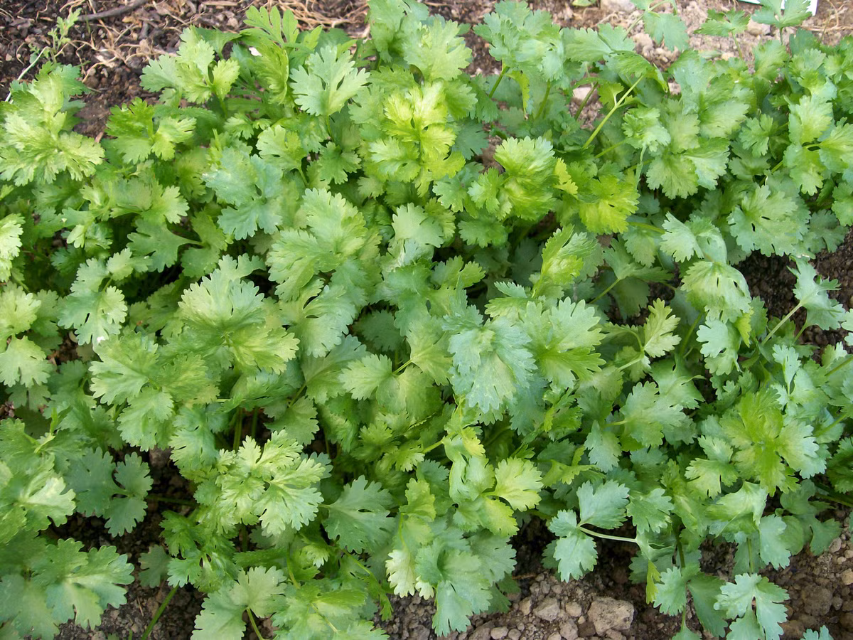 Bảo vệ tim mạch: Folate trong rau mùi làm giảm lượng enzyme có hại cho cơ thể, từ đó ngăn ngừa các cơn đau tim và đột quỵ.