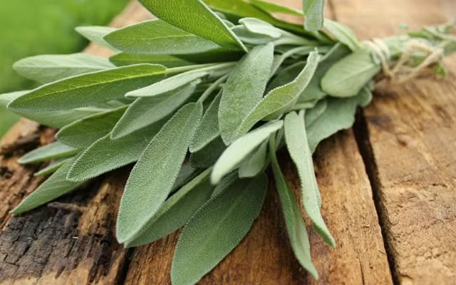 Cây xô thơm vừa có tính chất tẩy rửa vừa có khả năng giúp bạn thoát khỏi cảm xúc tiêu cực, chẳng hạn như tức giận và sợ hãi. Nó cũng thúc đẩy luồng năng lượng tích cực trong nhà và căn phòng của bạn.