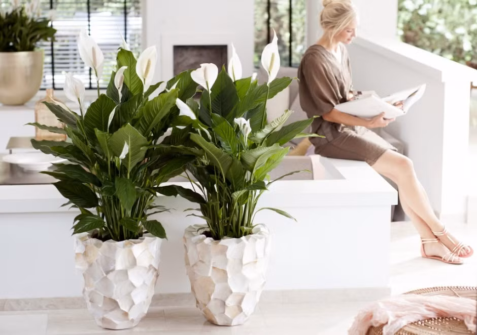 Hơn thế nữa cây Lan Ý không chỉ có khả năng hút ẩm, mà còn cân bằng không khí và tiêu diệt các tế bào nấm mốc trong nhà.