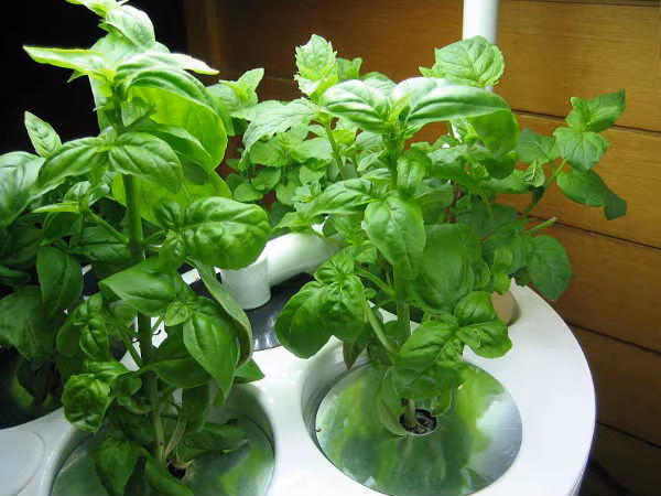 Húng quế ngọt (Holy basil) có thể giúp bạn giảm cân do khả năng hạ thấp mức cortisol. Nếu mức cortisol của bạn quá cao, bạn sẽ bị béo bụng dưới. Nguồn ảnh: Boldsky.