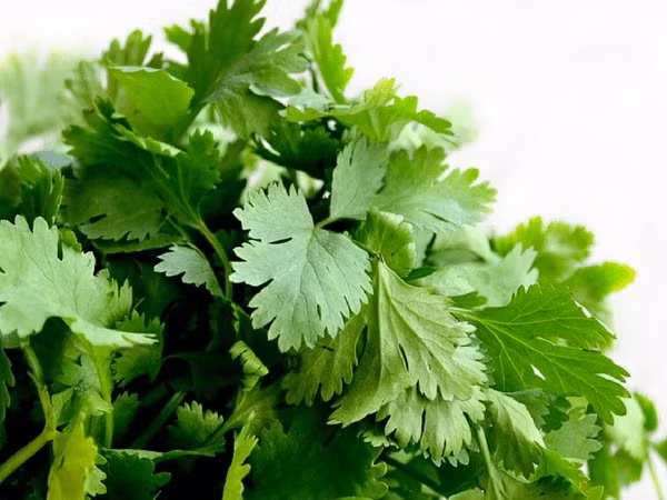 Thường xuyên ăn rau mùi có thể giảm lượng glucose trong máu và giúp kiểm soát sự thèm ăn, nhờ đó giảm cân.