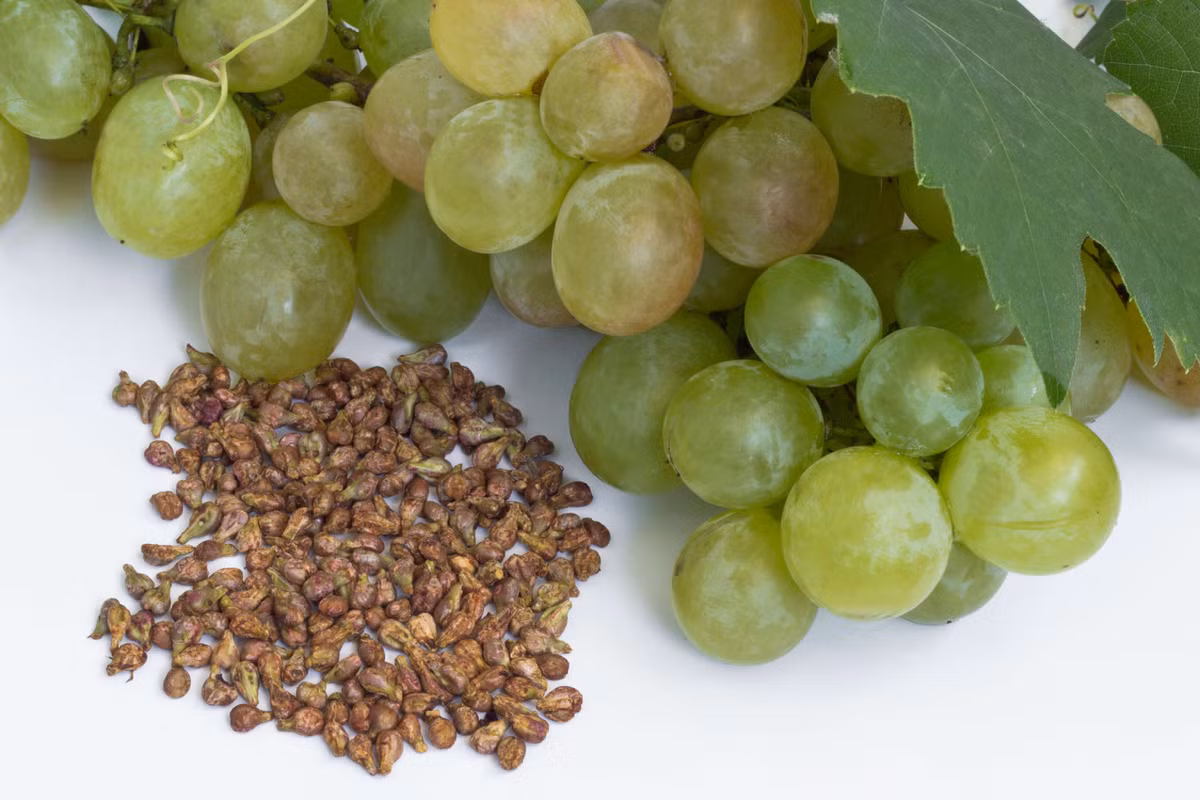 Giúp xương chắc khỏe: Các nghiên cứu đã chỉ ra rằng hạt nho giúp cải thiện sự hình thành của xương và giúp xương chắc khỏe hơn.