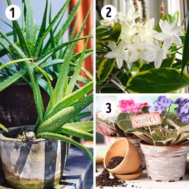 Đối với phòng bếp, bạn nên trông cây nha đam để làm sạch không khí.